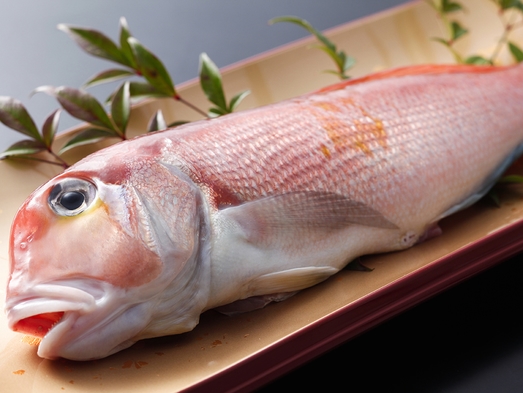 【春】期間限定食材・岩ガキと甘鯛の焼物と蛍烏賊釜飯、贅沢懐石『太鼓』